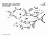 Fisheries Sustainable Conservancy Fishes sketch template
