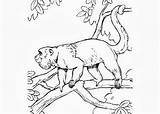 Howler Monkeys Designlooter Rainforest Honkingdonkey sketch template