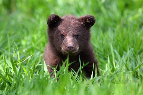 top    baby bears  adorable cute  cool earth