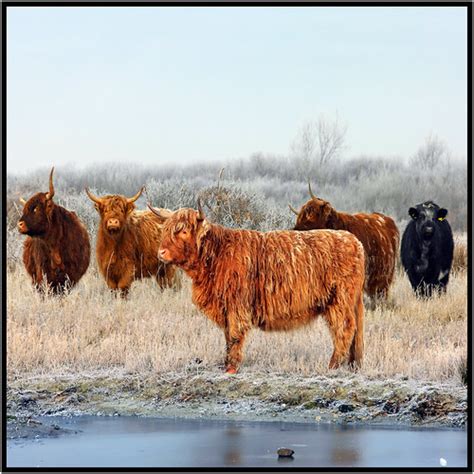 heck cattle  hardy breed  domestic cattle roaming   flickr