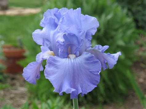 photo blue iris flower wallpaper iris summer