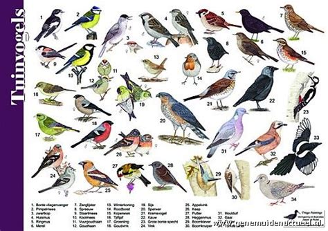 zoekkaart tuinvogels rare animals animals  pets fauna montessori science animal plates