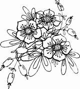 Blumenranken Blumen Vorlagen Malvorlagen Ranken Diverse Schone sketch template