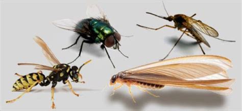 insectos voladores tipos como detectar en casa tratamiento huevos