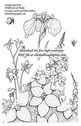 Coloring Alaska Wildflowers Books Choose Board Flowers sketch template