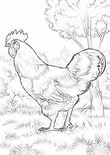 Pages Chicken Rhode Rooster Hen Gallina Sheets Supercoloring sketch template