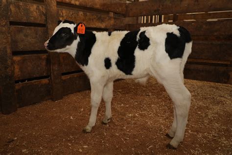 basics calf care       calves  fit  ship
