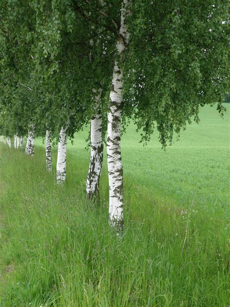 celtic shadows  birch tree