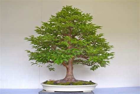 oak bonsai tree care guide quercus bonsai tree gardener