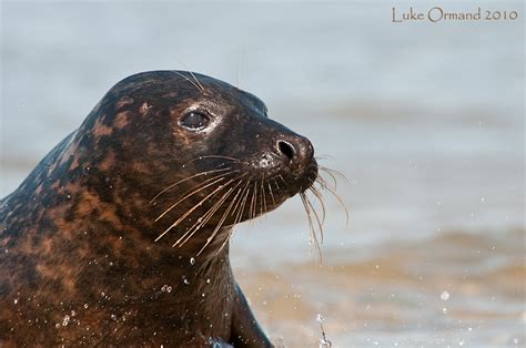 wild long island photography blog summer seals batches  bugs