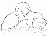 Polar Bear Sleeping Cub Coloring Bears Pages Drawing Baby Colouring Outline Back Mother Color Printable Animals Para Colorear Coca Cola sketch template