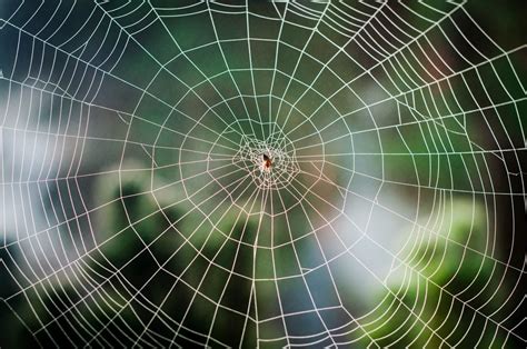 elaborate spider webs    nature readers digest