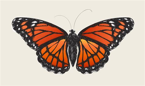 illustration drawing style  butterfly   vectors