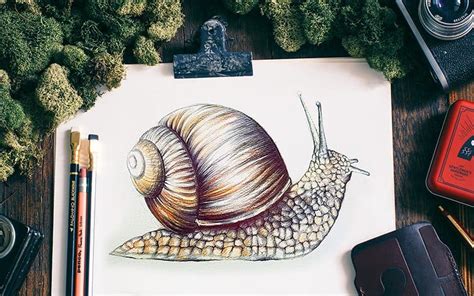 draw  snail  realistic snail drawing tutorial