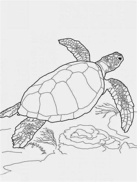 turtle coloring pages elegant coloring pages turtles  printable