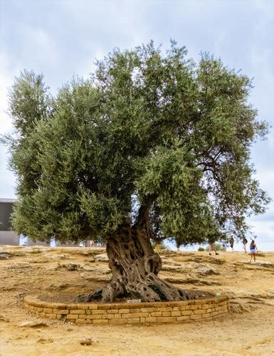 years      remarkable olive tree  flickr
