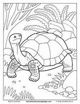 Tortoise Coloring Turtle Pages Kids Color Book Colouring Box Giant Animals Turtles Animal Adult Sheets Turtoise Drawings Printable Au Colouringpages sketch template