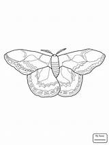 Moth Silkworm Luna Drawing Coloring Cycle Life Getdrawings Template Pages sketch template