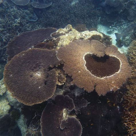 Seawater Is Filled With A Sugary Feast Here’s How Sponges Eat It