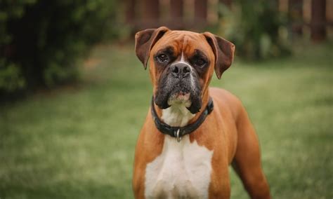boxer dog breed characteristics care  bechewy