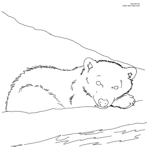 bear cub coloring   designlooter