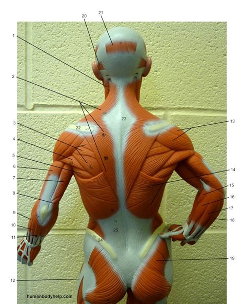 small muscle model posterior upper human body