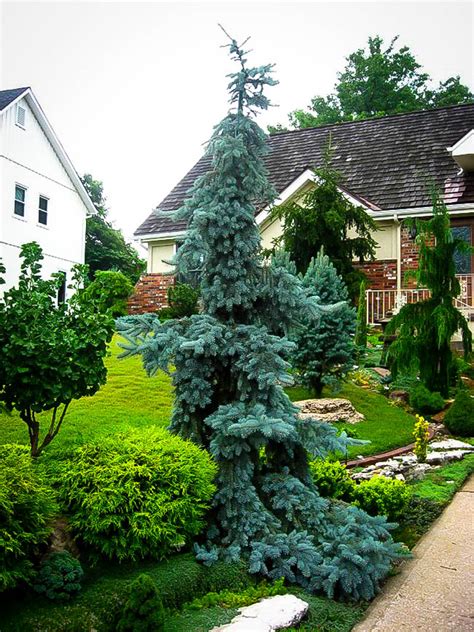 Weeping Blue Spruce Trees For Sale Online The Tree Center™