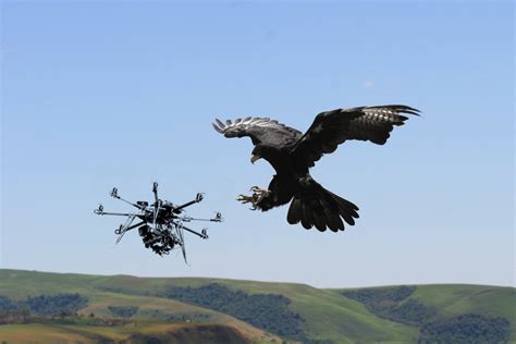 week  tech eagles   trained  snatch drones    sky architect magazine