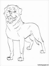 Rottweiler Puppy sketch template
