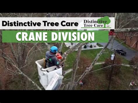 distinctive tree care crane crew