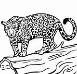 Jaguar Coloring Pages Animal Printable Colouring Onca Color Drawings Hunt Ready Skull Sugar Head Wild Sketch Choose Board Template sketch template