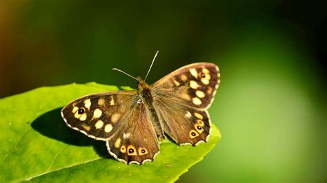 speckled wood pararge aegeria butterflies woodland trust