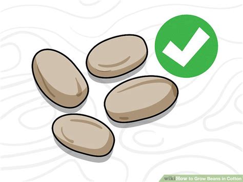How To Grow Beans In Cotton 6 Steps With Pictures Wikihow
