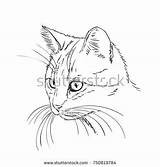 Whiskers Muzzle Drawn sketch template