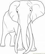 Elephant Coloring Adult Pages Coloringpages101 Elephants Print sketch template
