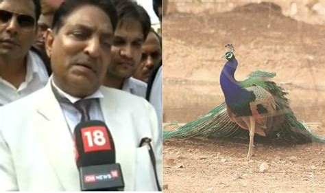 Peacocks Are Brahmachari They Don’t Have Sex Says Judge