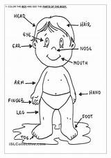 Coloring Body Human Pages Parts Printable Preschoolers Library Clipart sketch template