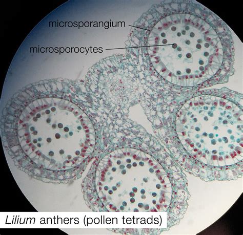 lilium anthers   hongen plant anatomy  fr flickr