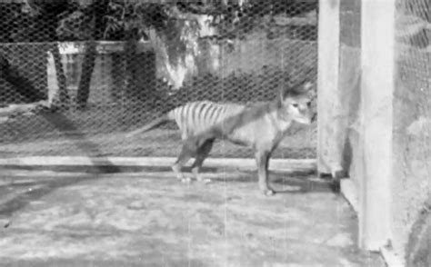 last known footage of the now extinct thylacine rediscovered video
