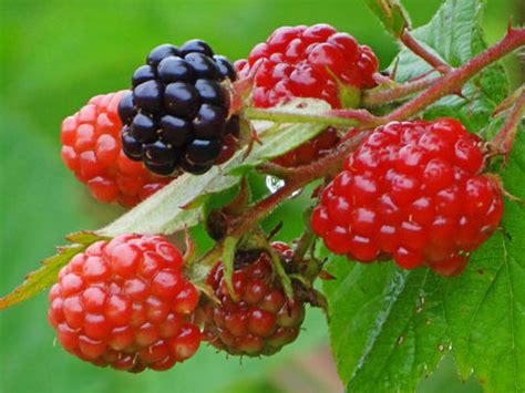 black raspberry facts  health benefits