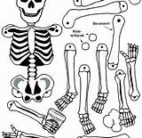 Coloring Pages Body Skeleton Human Bone Bones Systems System Parts Muscular Preschoolers Printable Getcolorings Color Kids Anatomy Print Printables sketch template