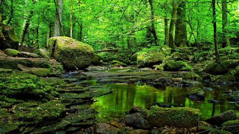 green forest wallpaper  images