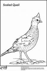Quail Coloring Pages Title Scaled Preschool Ministerofbeans Bird Read sketch template