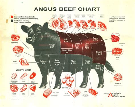 angus beef chart butcher cuts  meat beef poster