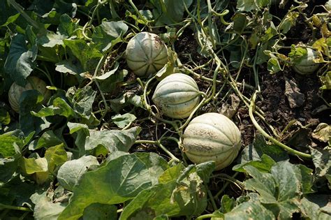 9 Valuable Tips On How To Grow Cantaloupe In Containers