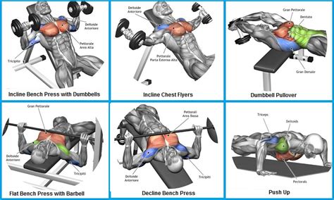 Top 6 Exercises To Build Chest Muscles So Cool Bodydulding