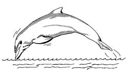 dolphin coloring pages  whale  dolphin