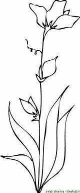 Oleander sketch template