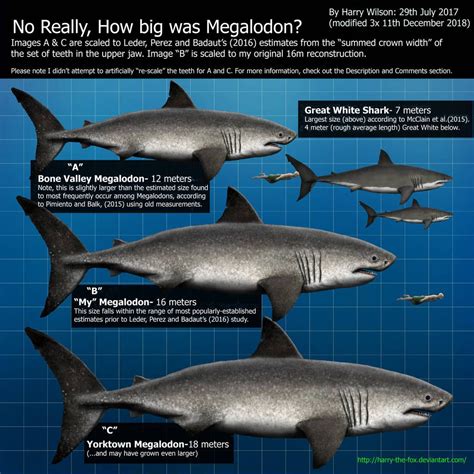 deep blue shark size comparison lopezqatar