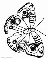Moth Hawk Butterflies sketch template